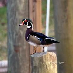 IMG_7952WoodDuck