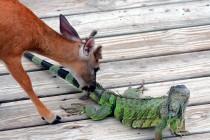 IMG_1727KeyDeerLicksIguana