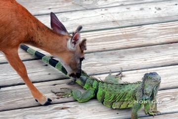 IMG_1727KeyDeerLicksIguana