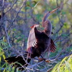 IMG_7956Anhinga