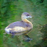 IMG_7965Duckling