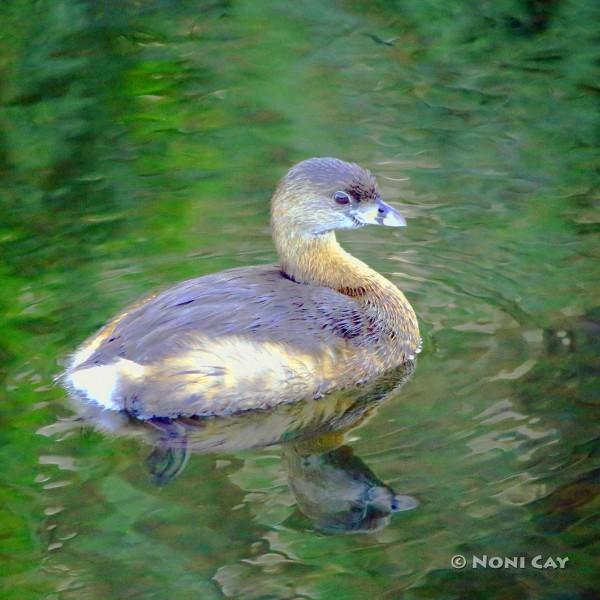 IMG_7965Duckling