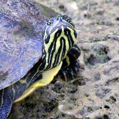 IMG_8217.Yellow-bellied Slider