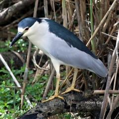 IMG_8281Black-crowned Night-Heron