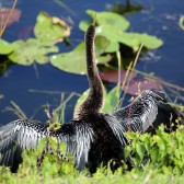 IMG_8309Anhinga