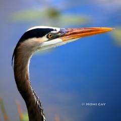 IMG_8317.GreatBlueHeron