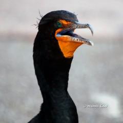 IMG_8324Double-crestedCormorant