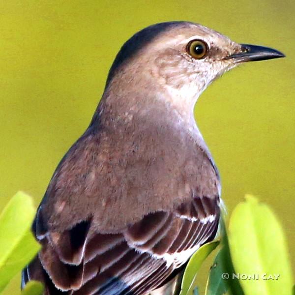 IMG_8348White-eyed Vireo