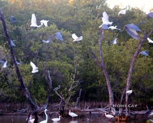 IMG_8611WaterBirds