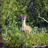 IMG_8671Doe