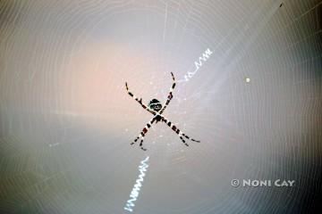 IMG_8752pider
