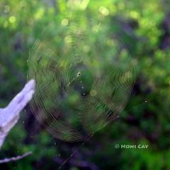 IMG_8756SpiderWeb