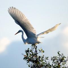 IMG_8761GreatEgret