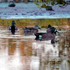 IMG_8765MaleandFemaleBlue-wingedTeal