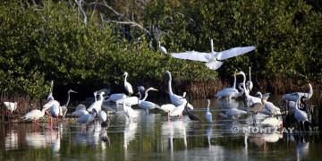 IMG_8862BirdGathering