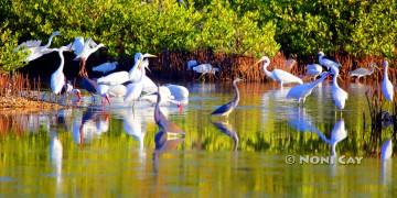 IMG_8936GatheringofWaterBirds