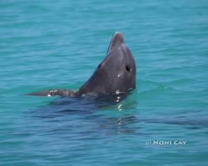 IMG_9268bottlenosedolphin