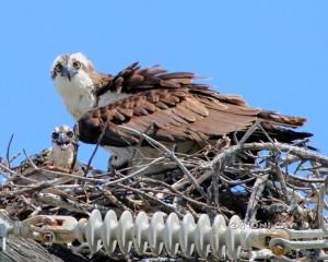 IMG_9290OspreyBaby