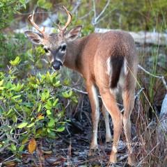 IMG_9370KeyDeer