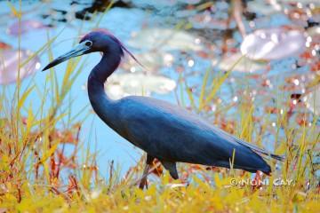 IMG_9473LittleBlueHeron