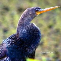 IMG_9477FirstYearAnhinga