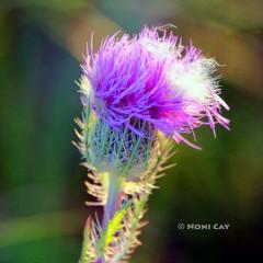 IMG_9516Thistle