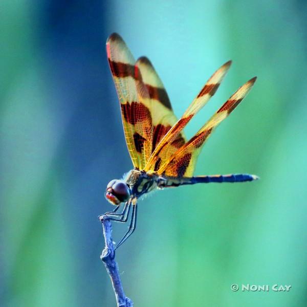 IMG_9535Dragonfly