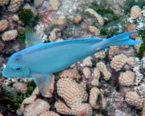 DSC03820LooeKeyFish