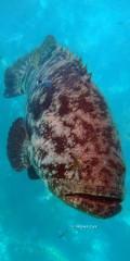 DSC03862AtlanticGoiathGrouper