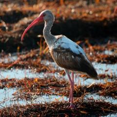 IMG_0346ImmatureIbis