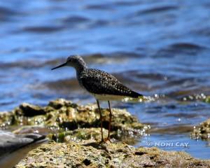 IMG_0607SpottedSandpiper