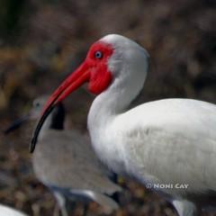 IMG_0823Ibis