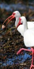 IMG_0824Ibis