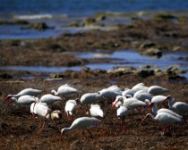 IMG_0858Ibises