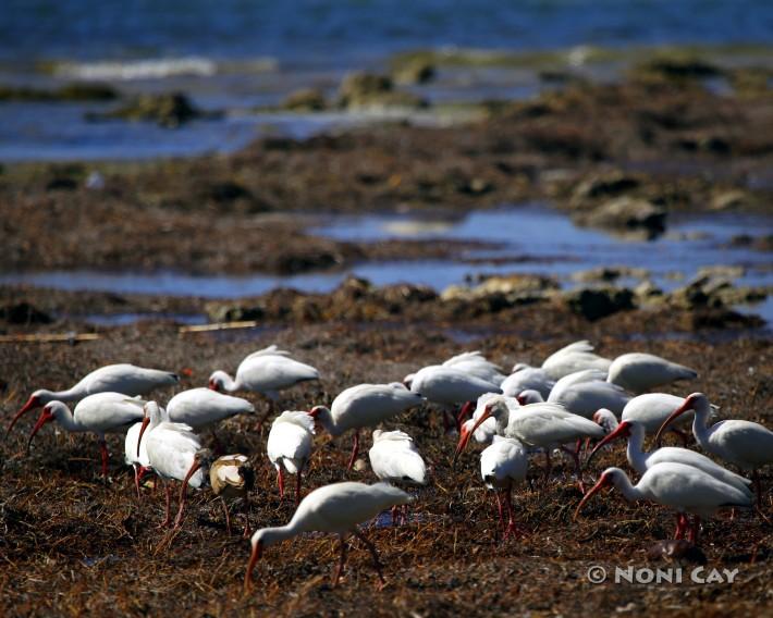 IMG_0858Ibises