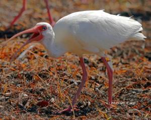 IMG_0888Ibis