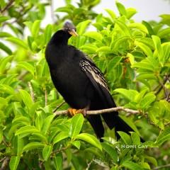 IMG_0957Anhinga