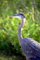 IMG_1051GreatBlueHeron