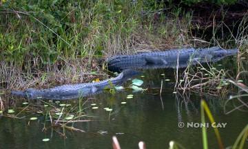 IMG_1071Alligator