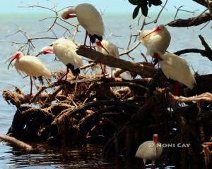 IMG_1220IbisinMangroves