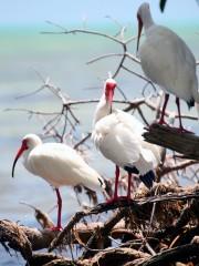 IMG_1240Ibis