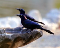 IMG_1441CommonGrackle