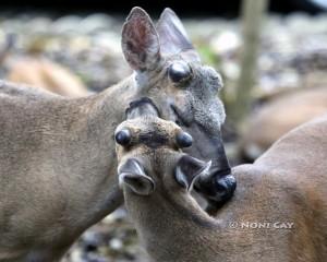 IMG_1629KeyDeerLove