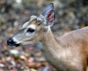 IMG_1839MaleKeyDeer