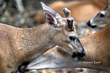 IMG_1854KeyDeer