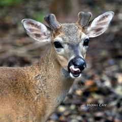 IMG_1870Deer