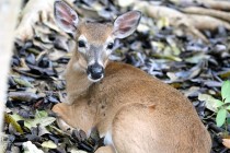 IMG_1912Bambi