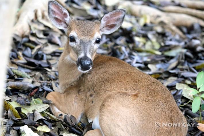 IMG_1912Bambi