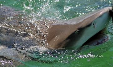 IMG_9649LemonShark