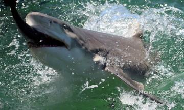 IMG_9673Shark